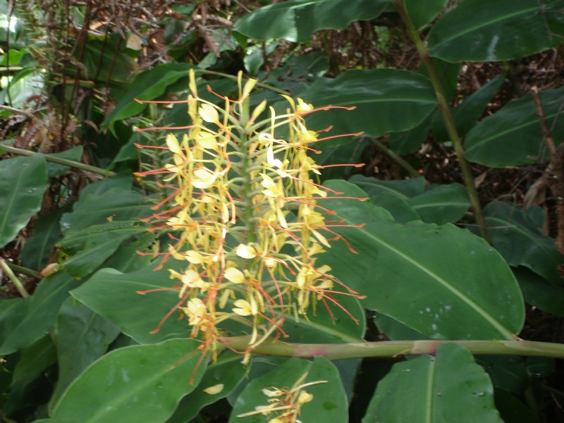  Kilauea Iki Trail 005 Flower in Rainforest